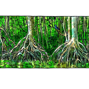 MANGROVE